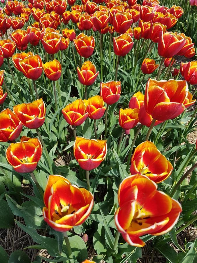 Romantisch Huisje Nabij Het Strand Met Uitzicht Op De Tulpenvelden Julianadorp Dış mekan fotoğraf