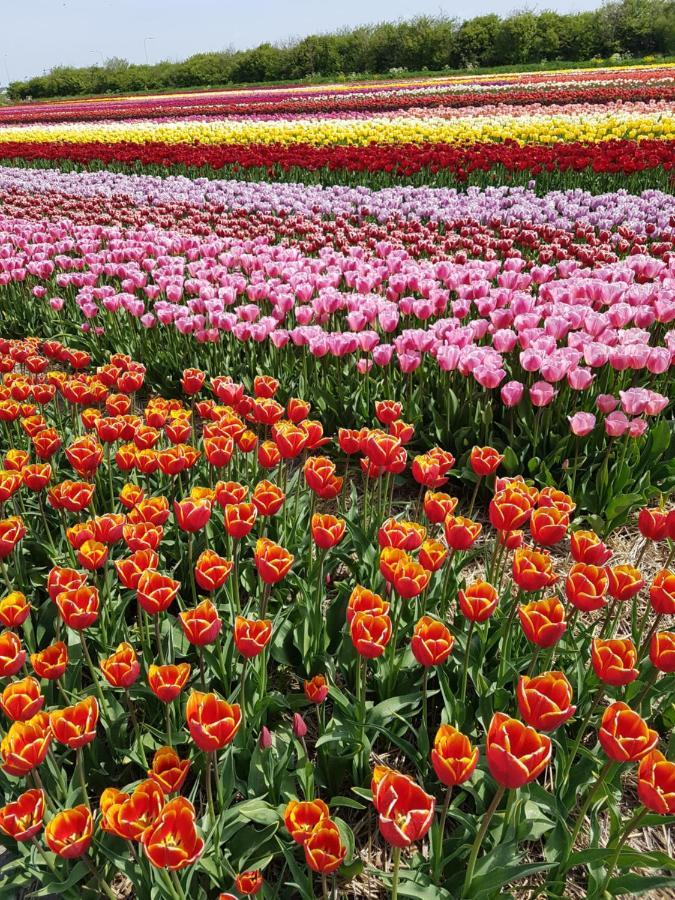 Romantisch Huisje Nabij Het Strand Met Uitzicht Op De Tulpenvelden Julianadorp Dış mekan fotoğraf