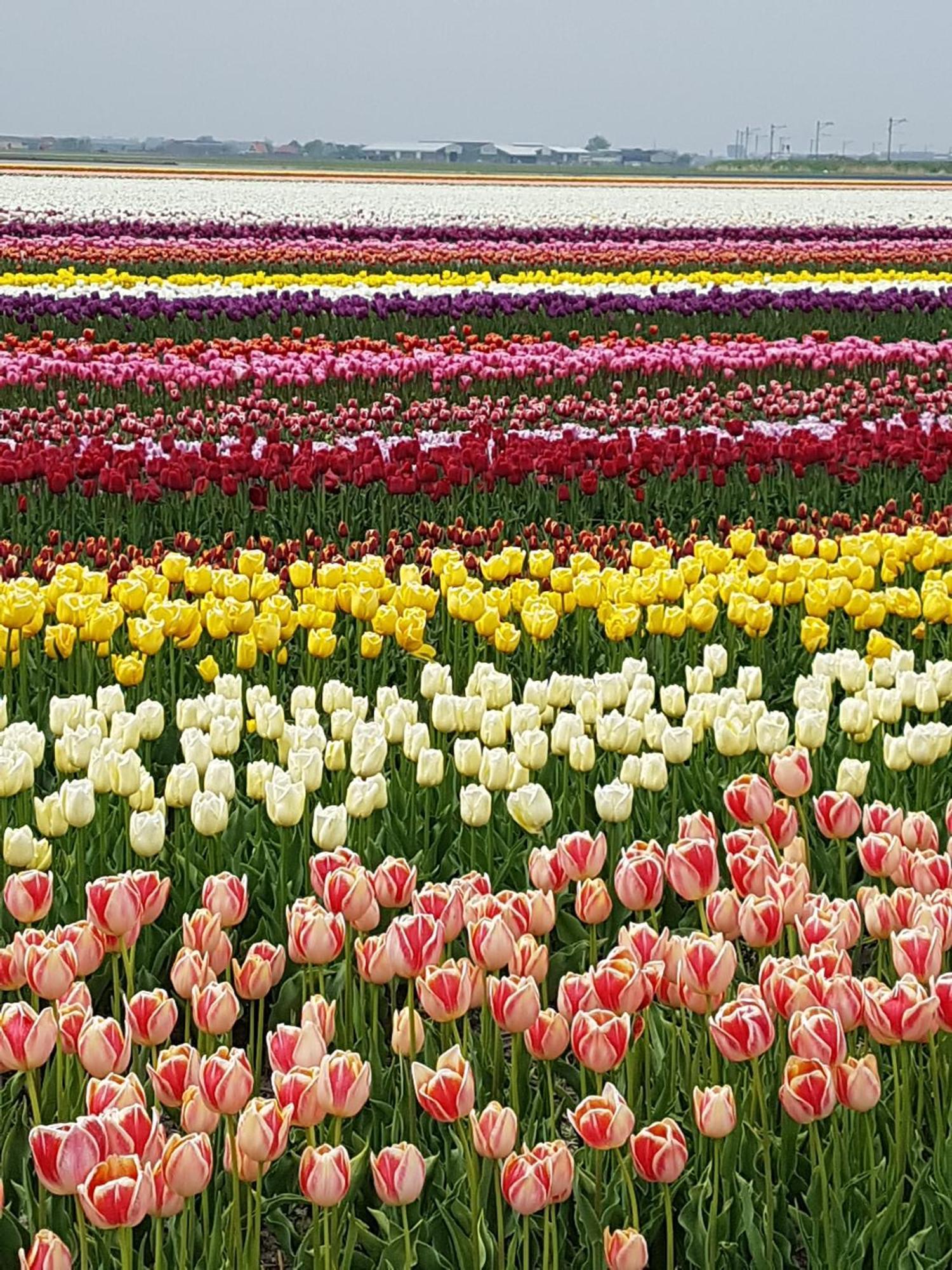 Romantisch Huisje Nabij Het Strand Met Uitzicht Op De Tulpenvelden Julianadorp Dış mekan fotoğraf