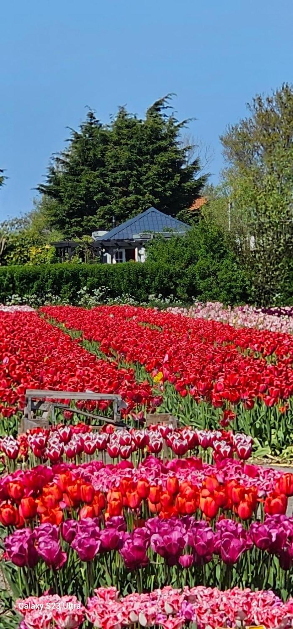 Romantisch Huisje Nabij Het Strand Met Uitzicht Op De Tulpenvelden Julianadorp Dış mekan fotoğraf