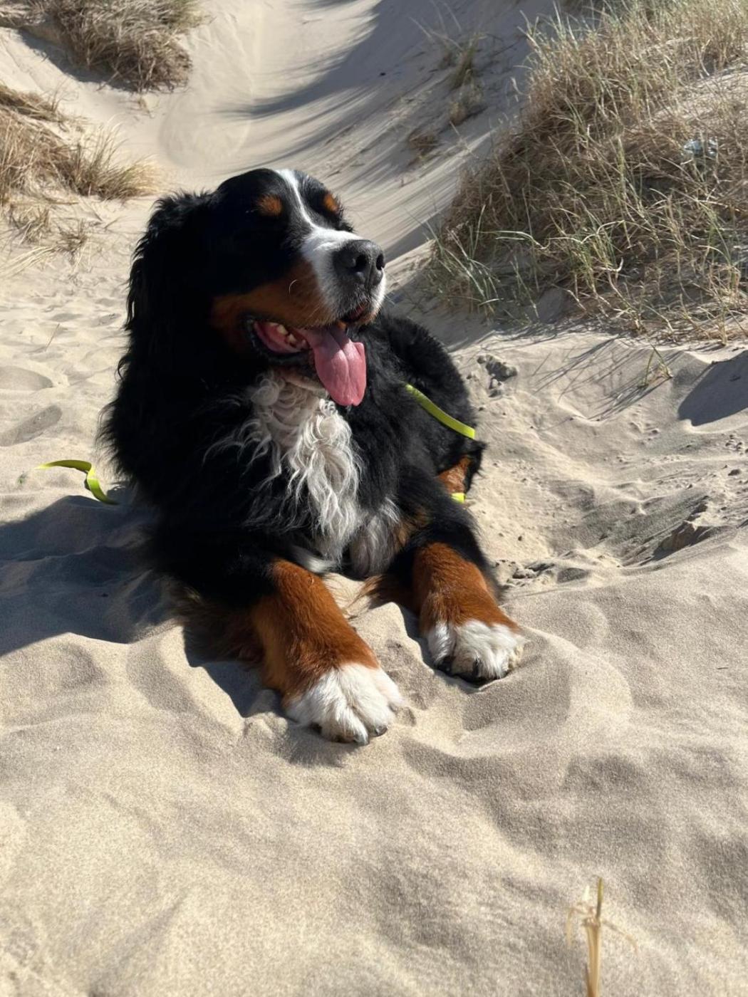 Romantisch Huisje Nabij Het Strand Met Uitzicht Op De Tulpenvelden Julianadorp Dış mekan fotoğraf