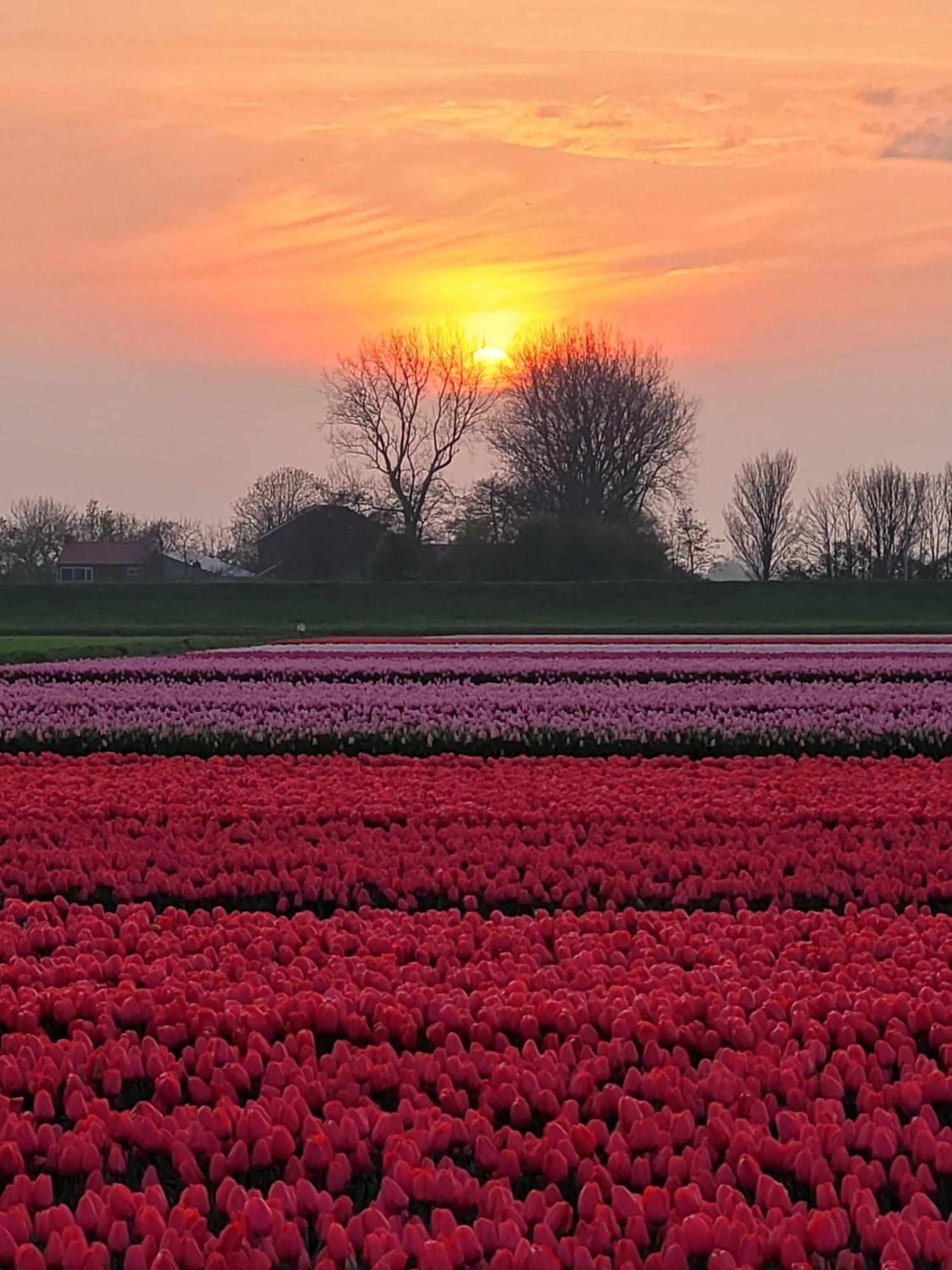 Romantisch Huisje Nabij Het Strand Met Uitzicht Op De Tulpenvelden Julianadorp Dış mekan fotoğraf